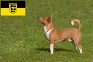 Scopri di più sull'articolo Allevatori di Podenco e cuccioli in Baden-Württemberg