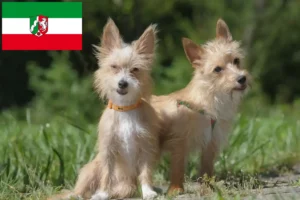 Scopri di più sull'articolo Allevatori di Podenco e cuccioli in Nord Reno-Westfalia