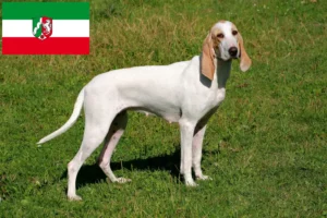 Scopri di più sull'articolo Allevatori di Porcelaine e cuccioli in Nord Reno-Westfalia