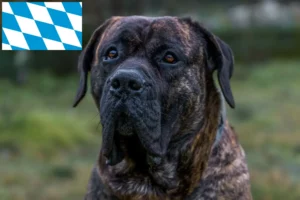 Scopri di più sull'articolo Allevatori e cuccioli di Presa Canario in Baviera