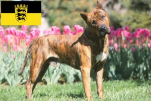Scopri di più sull'articolo Allevatori di Presa Canario e cuccioli in Baden-Württemberg