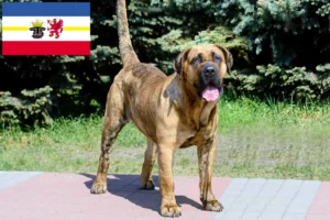 Scopri di più sull'articolo Allevatori di Presa Canario e cuccioli in Mecklenburg-Vorpommern