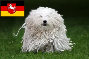 Scopri di più sull'articolo Allevatori di Puli e cuccioli in Bassa Sassonia