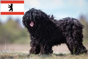 Scopri di più sull'articolo Allevatori di Puli e cuccioli a Berlino