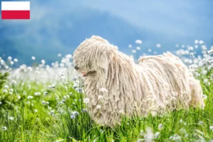 Scopri di più sull'articolo Allevatori di Puli e cuccioli in Polonia