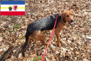 Scopri di più sull'articolo Allevatori e cuccioli di Bracke polacchi in Meclemburgo-Pomerania Anteriore