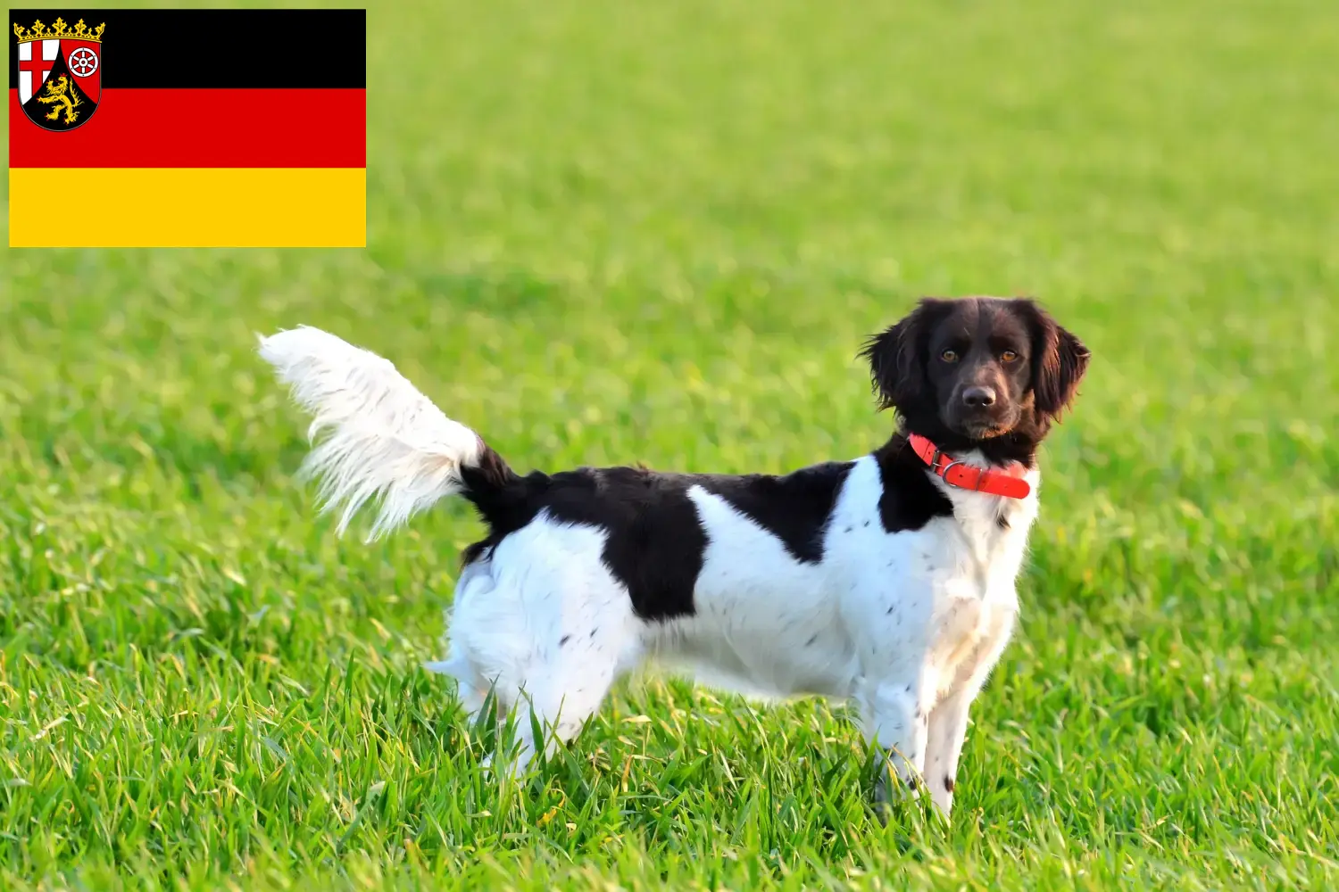Scopri di più sull'articolo Piccolo allevatore di Münsterländer e cuccioli in Renania-Palatinato