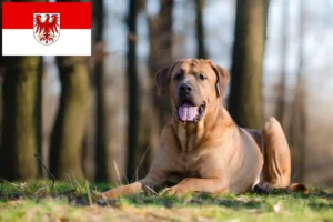 Scopri di più sull'articolo Allevatori di Tosa e cuccioli a Brandenburg