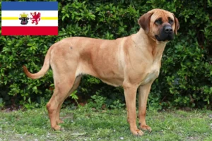 Scopri di più sull'articolo Allevatori di Tosa e cuccioli in Meclemburgo-Pomerania Anteriore