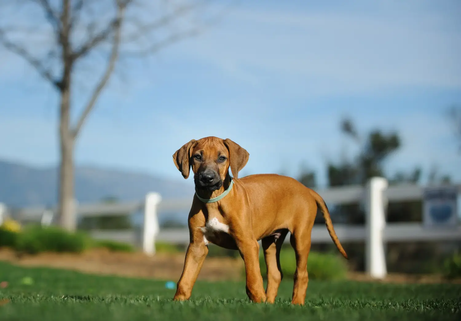 Acquistare un cucciolo di Rhodesian Ridgeback significa assumersi delle responsabilità! Comprare cuccioli di Rhodesian Ridgeback.