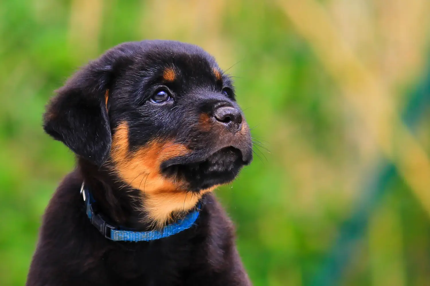 Acquistare un cucciolo di Rottweiler significa assumersi delle responsabilità! Comprare cuccioli di Rottweiler.