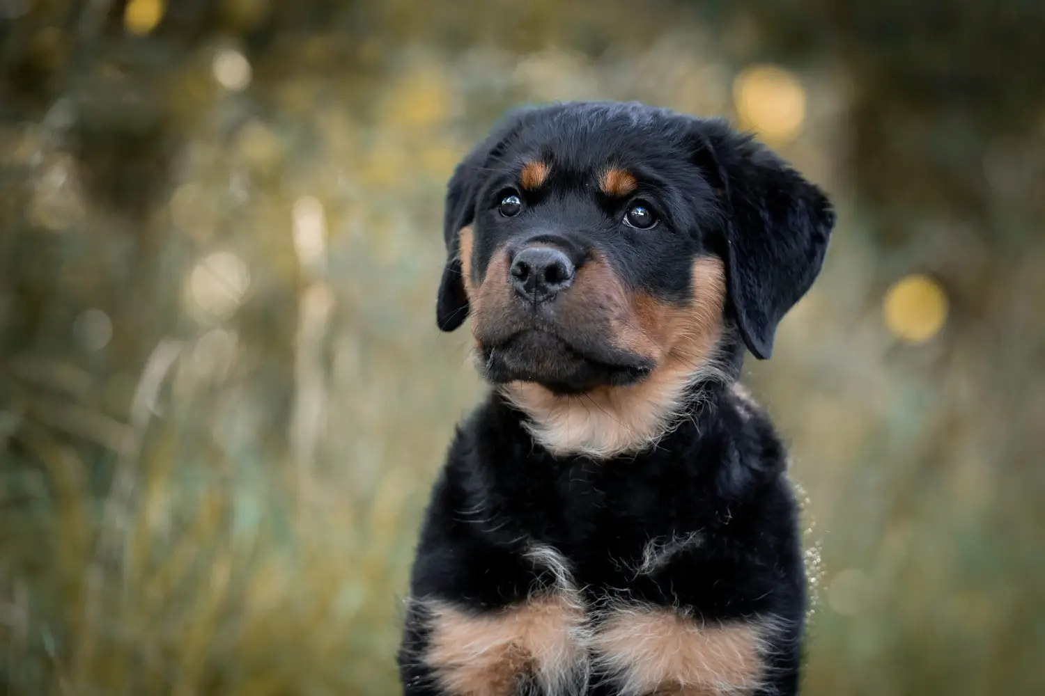 Acquistare un cucciolo di Rottweiler significa assumersi delle responsabilità! Comprare cuccioli di Rottweiler.