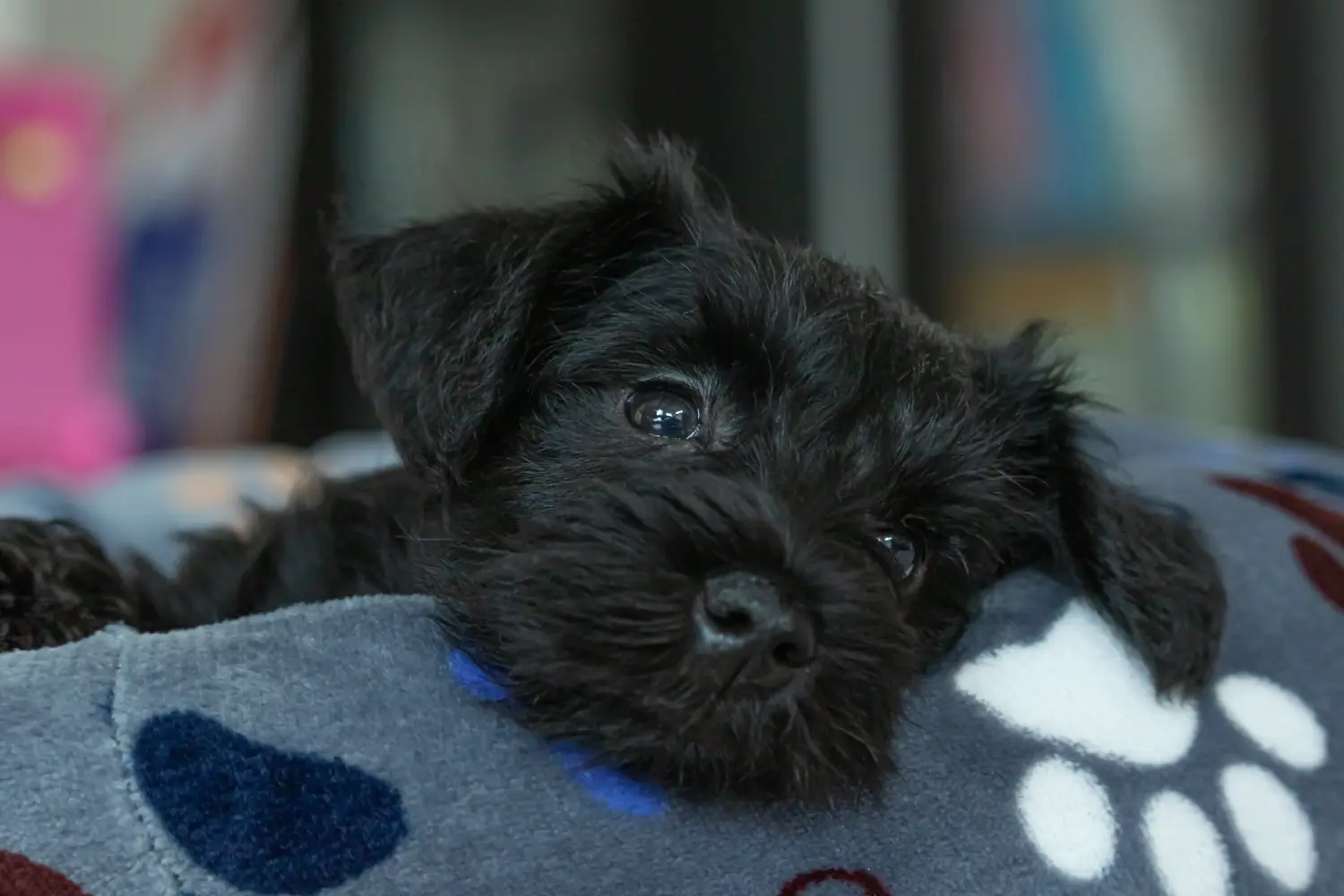 Acquistare un cucciolo di Schnauzer significa assumersi delle responsabilità! Comprare cuccioli di Schnauzer.