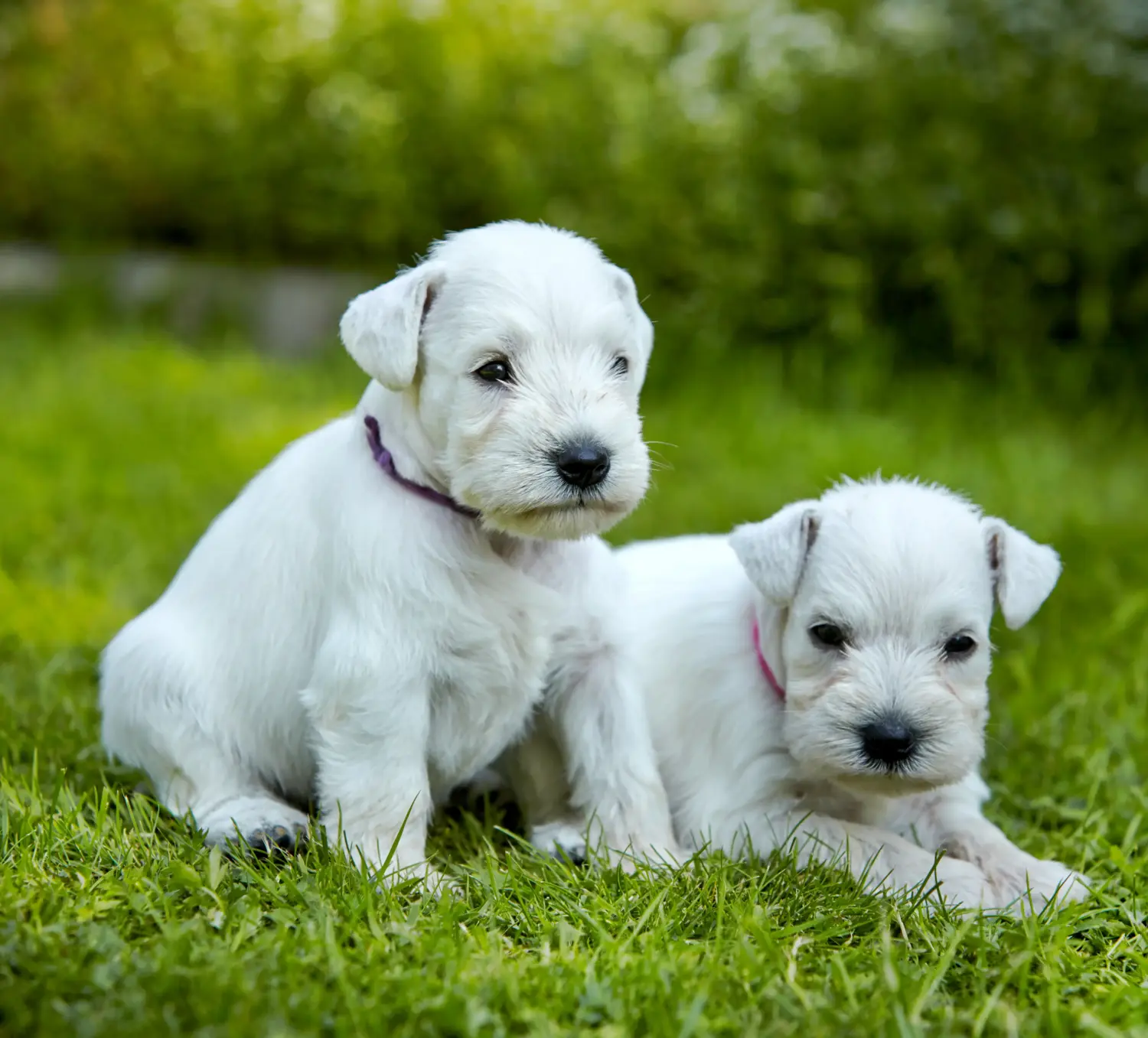 Acquistare un cucciolo di Schnauzer significa assumersi delle responsabilità! Comprare cuccioli di Schnauzer.
