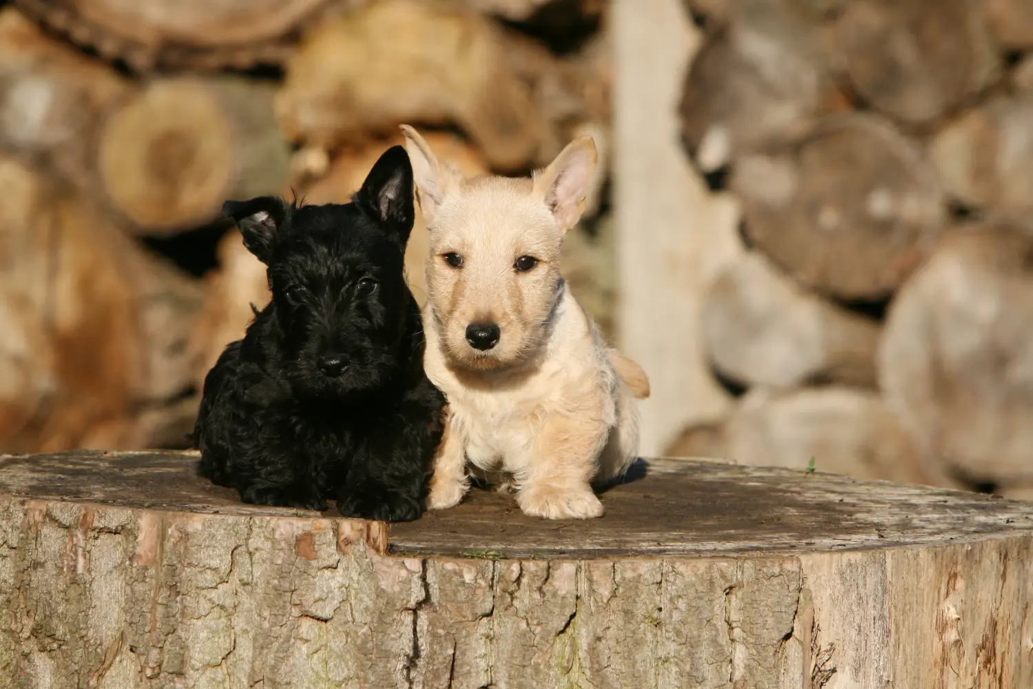 Acquistare un cucciolo di Scottish Terrier significa assumersi delle responsabilità! Comprare cuccioli di Scottish Terrier.