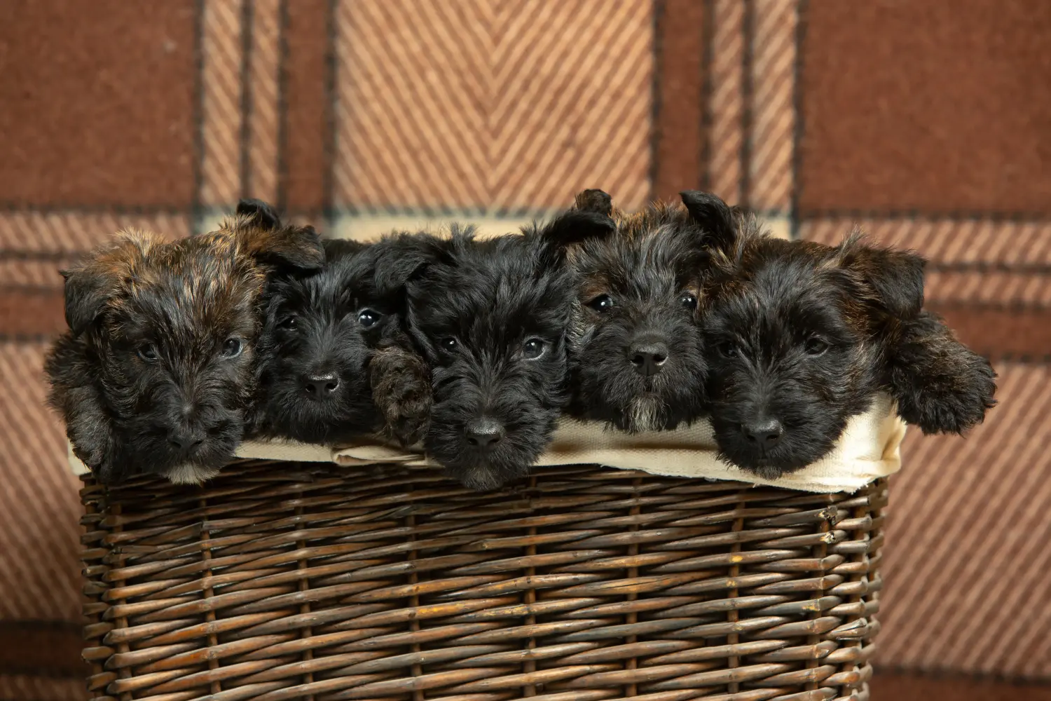 Acquistare un cucciolo di Scottish Terrier significa assumersi delle responsabilità! Comprare cuccioli di Scottish Terrier.