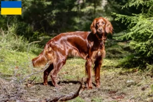 Scopri di più sull'articolo Allevatori di Setter Rossi Irlandesi e cuccioli in Ucraina