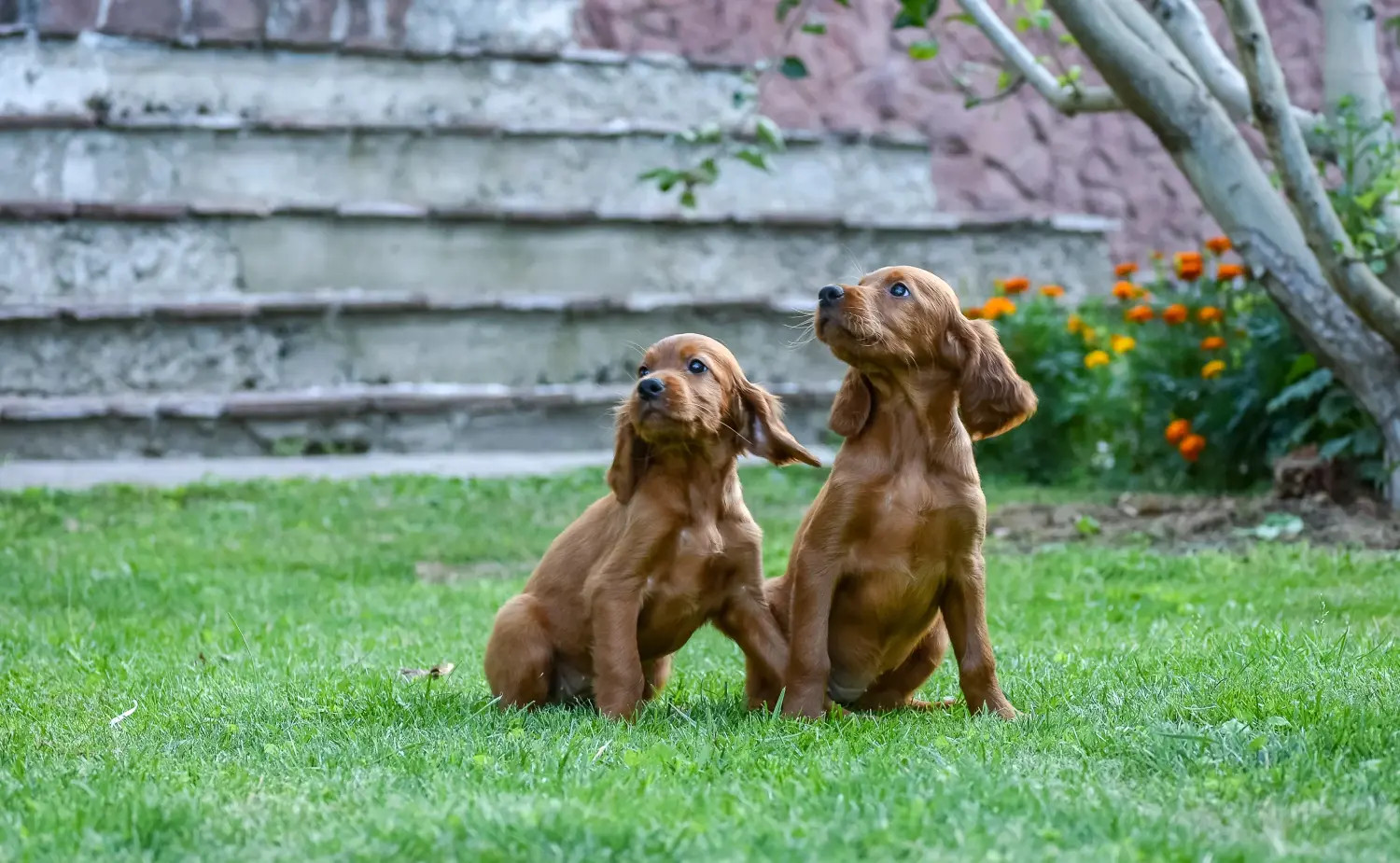 Acquistare un cucciolo di Setter Rosso Irlandese significa assumersi delle responsabilità! Comprare cuccioli di Setter Rosso Irlandese.