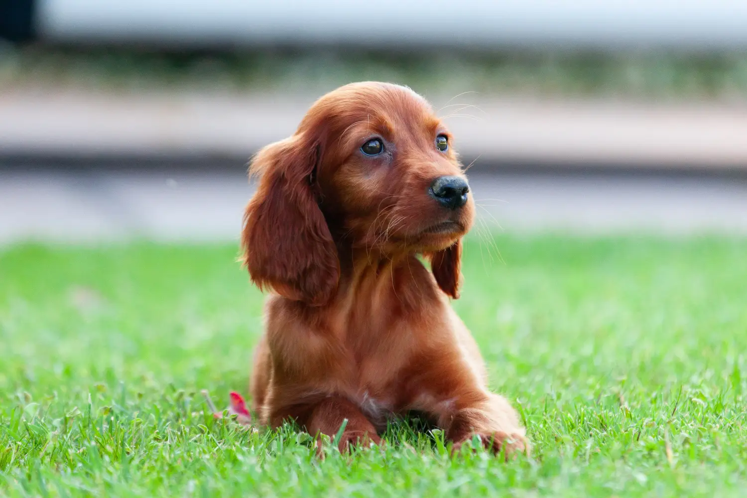 Acquistare un cucciolo di Setter Rosso Irlandese significa assumersi delle responsabilità! Comprare cuccioli di Setter Rosso Irlandese.