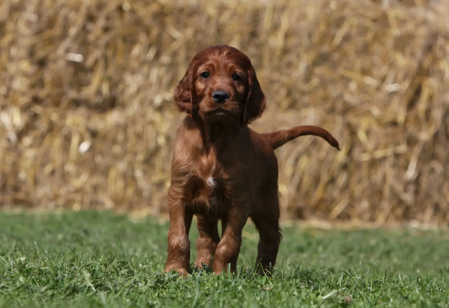 Acquistare un cucciolo di Setter Rosso Irlandese significa assumersi delle responsabilità! Comprare cuccioli di Setter Rosso Irlandese.