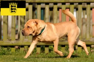 Scopri di più sull'articolo Allevatori di Shar-Pei e cuccioli in Baden-Württemberg