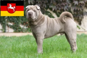 Scopri di più sull'articolo Allevatori di Shar-Pei e cuccioli in Bassa Sassonia