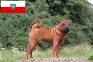Scopri di più sull'articolo Allevatori di Shar-Pei e cuccioli in Turingia