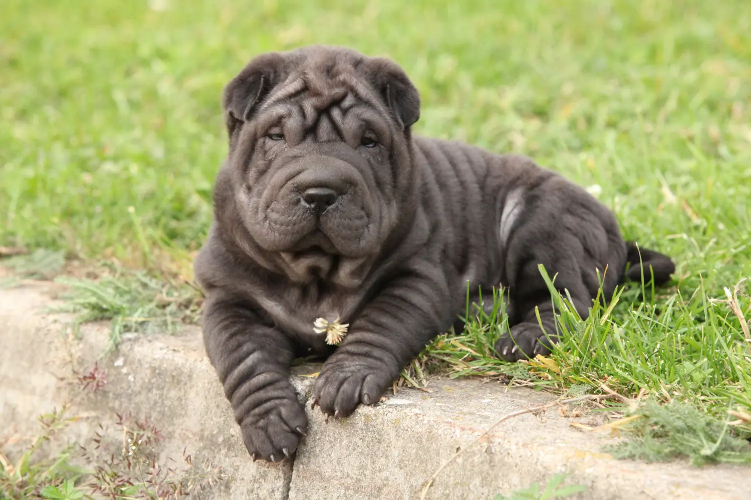 Acquistare un cucciolo di Shar-Pei significa assumersi delle responsabilità! Acquistare cuccioli di Shar-Pei.