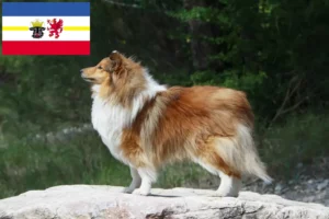 Scopri di più sull'articolo Allevatori di Sheltie e cuccioli in Mecklenburg-Vorpommern