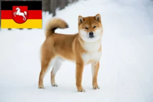 Scopri di più sull'articolo Allevatori di Shiba e cuccioli in Bassa Sassonia