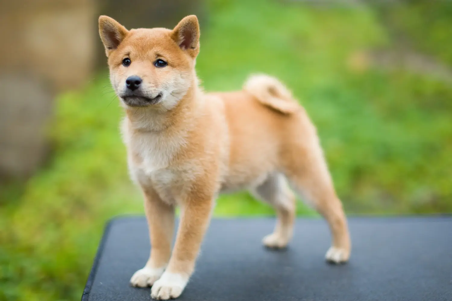 Acquistare un cucciolo di Shiba significa assumersi delle responsabilità! Comprare cuccioli di Shiba.