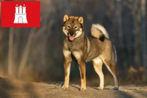 Scopri di più sull'articolo Allevatori di Shikoku e cuccioli a Amburgo