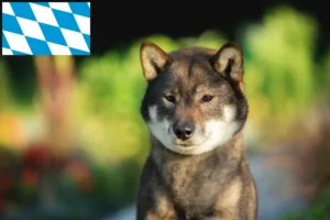 Scopri di più sull'articolo Allevatori e cuccioli di Shikoku in Baviera