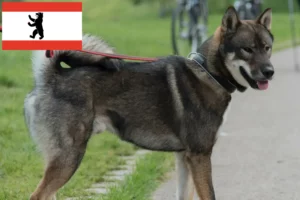 Scopri di più sull'articolo Allevatori di Shikoku e cuccioli a Berlino