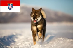 Scopri di più sull'articolo Allevatori di Shikoku e cuccioli in Assia