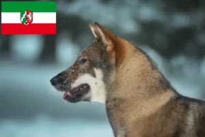 Scopri di più sull'articolo Allevatori di Shikoku e cuccioli in Nord Reno-Westfalia