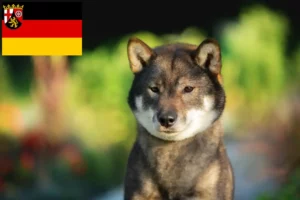 Scopri di più sull'articolo Allevatori e cuccioli di Shikoku in Renania-Palatinato