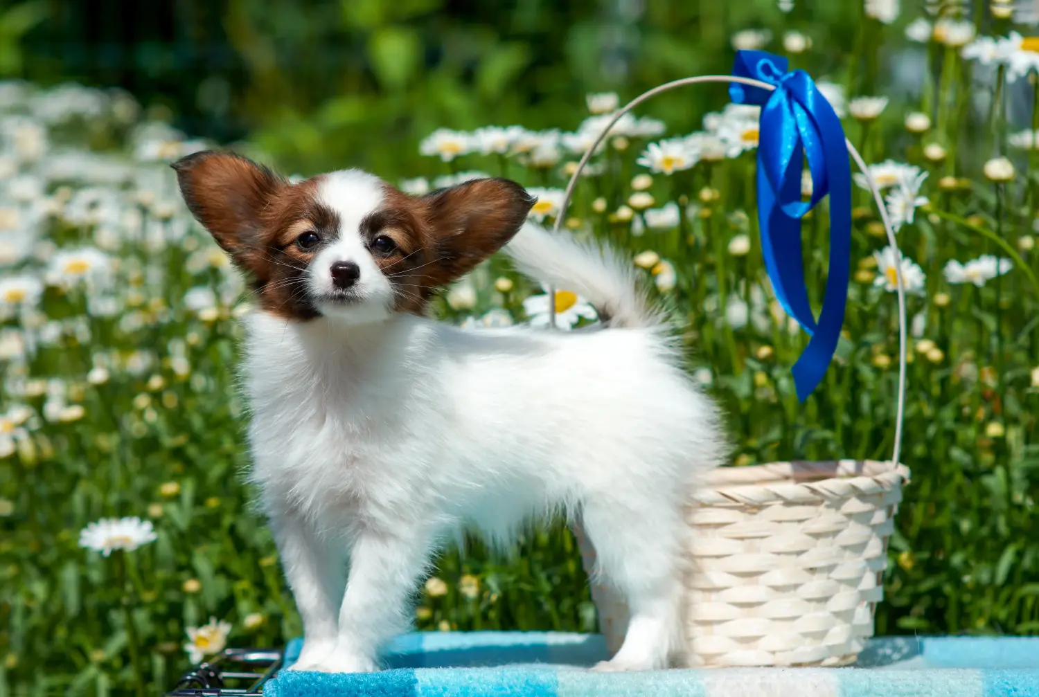 Acquistare un cucciolo di Continental Miniature Spaniel significa assumersi delle responsabilità! Acquistare cuccioli di Spaniel Continentale in miniatura.