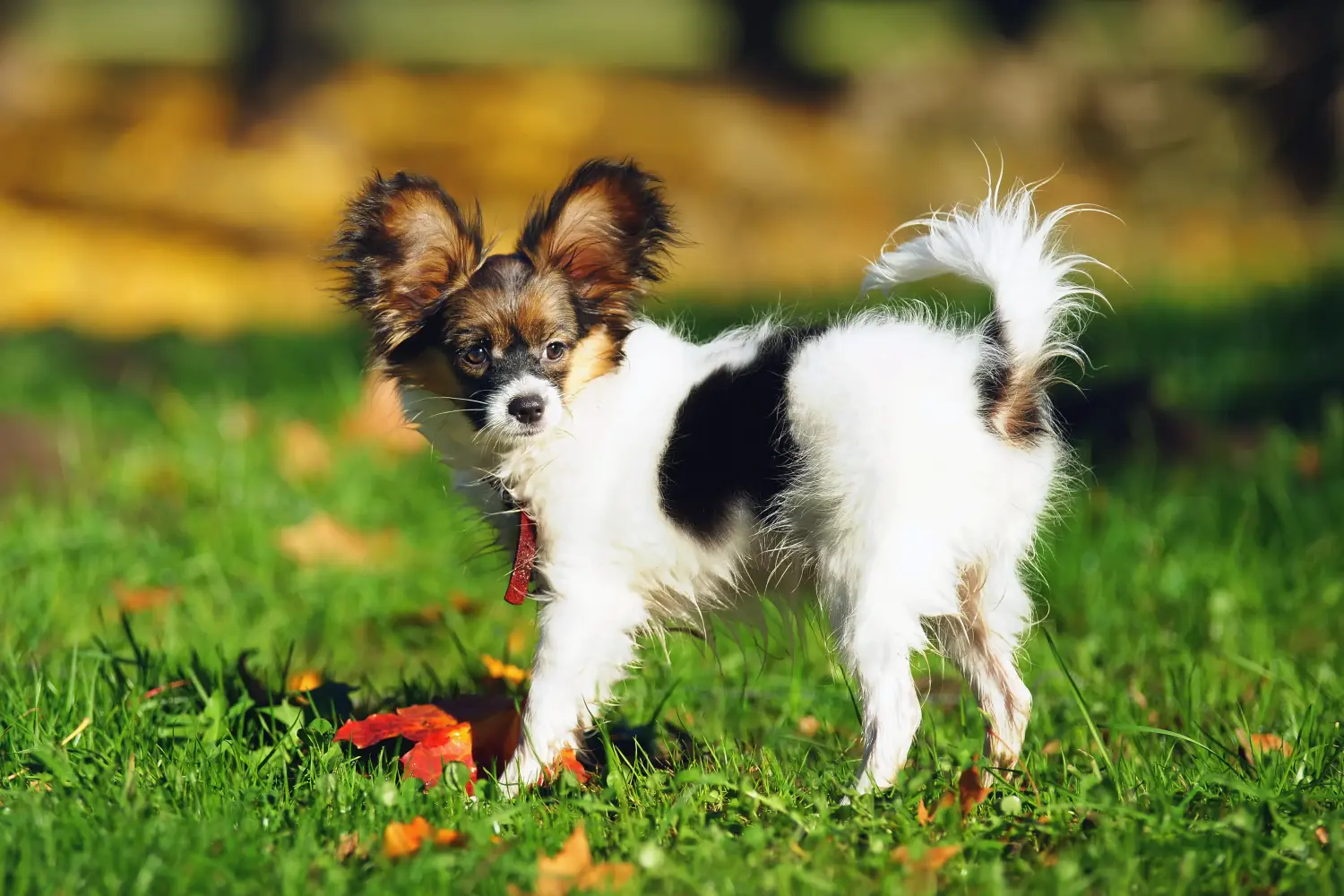 Acquistare un cucciolo di Continental Miniature Spaniel significa assumersi delle responsabilità! Acquistare cuccioli di Spaniel Continentale in miniatura.