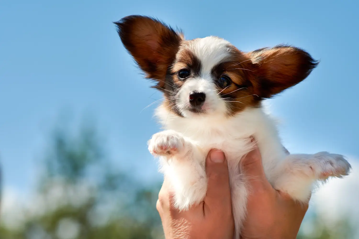 Acquistare un cucciolo di Continental Miniature Spaniel significa assumersi delle responsabilità! Acquistare cuccioli di Spaniel Continentale in miniatura.