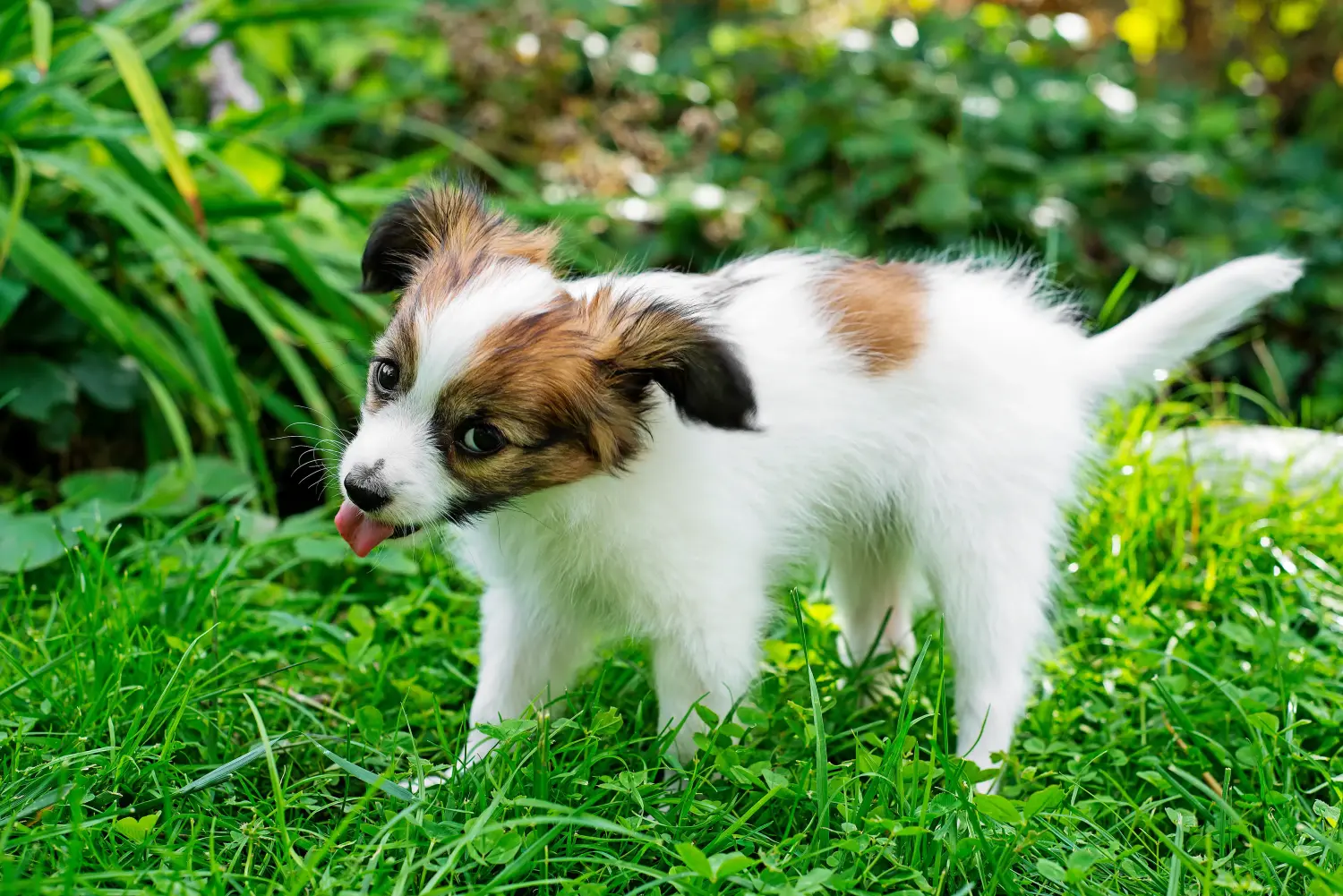 Acquistare un cucciolo di Continental Miniature Spaniel significa assumersi delle responsabilità! Acquistare cuccioli di Spaniel Continentale in miniatura.