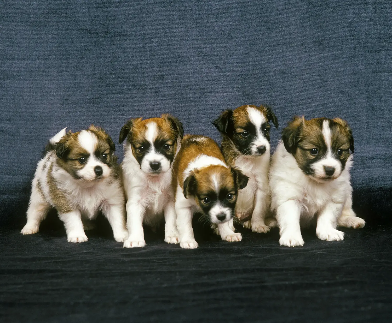 Acquistare un cucciolo di Continental Miniature Spaniel significa assumersi delle responsabilità! Acquistare cuccioli di Spaniel Continentale in miniatura.