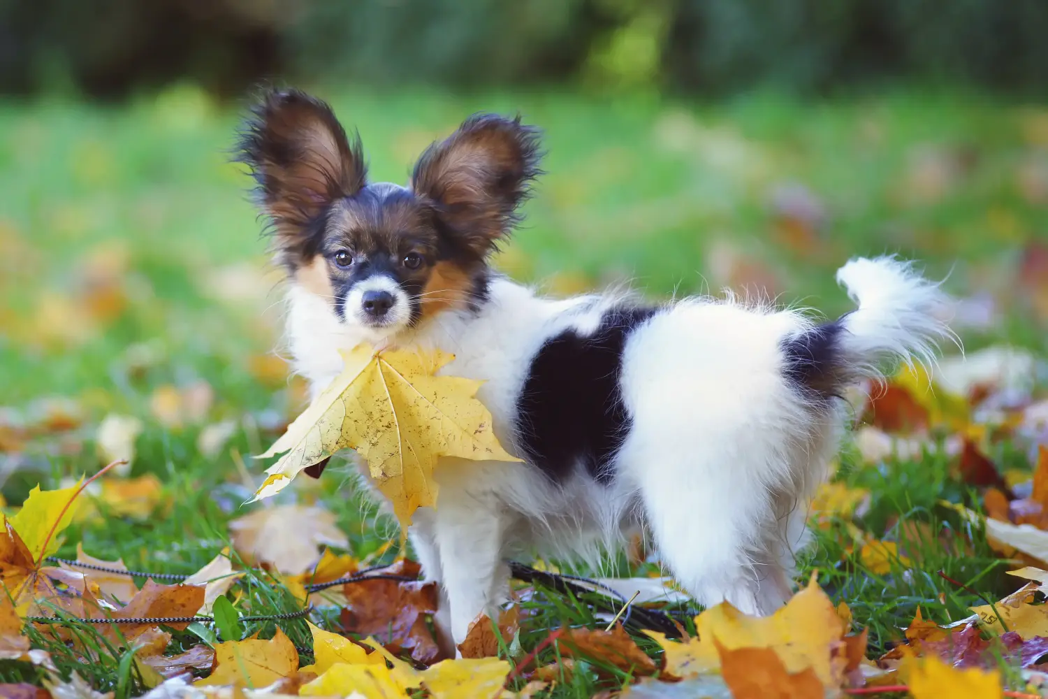Acquistare un cucciolo di Continental Miniature Spaniel significa assumersi delle responsabilità! Acquistare cuccioli di Spaniel Continentale in miniatura.