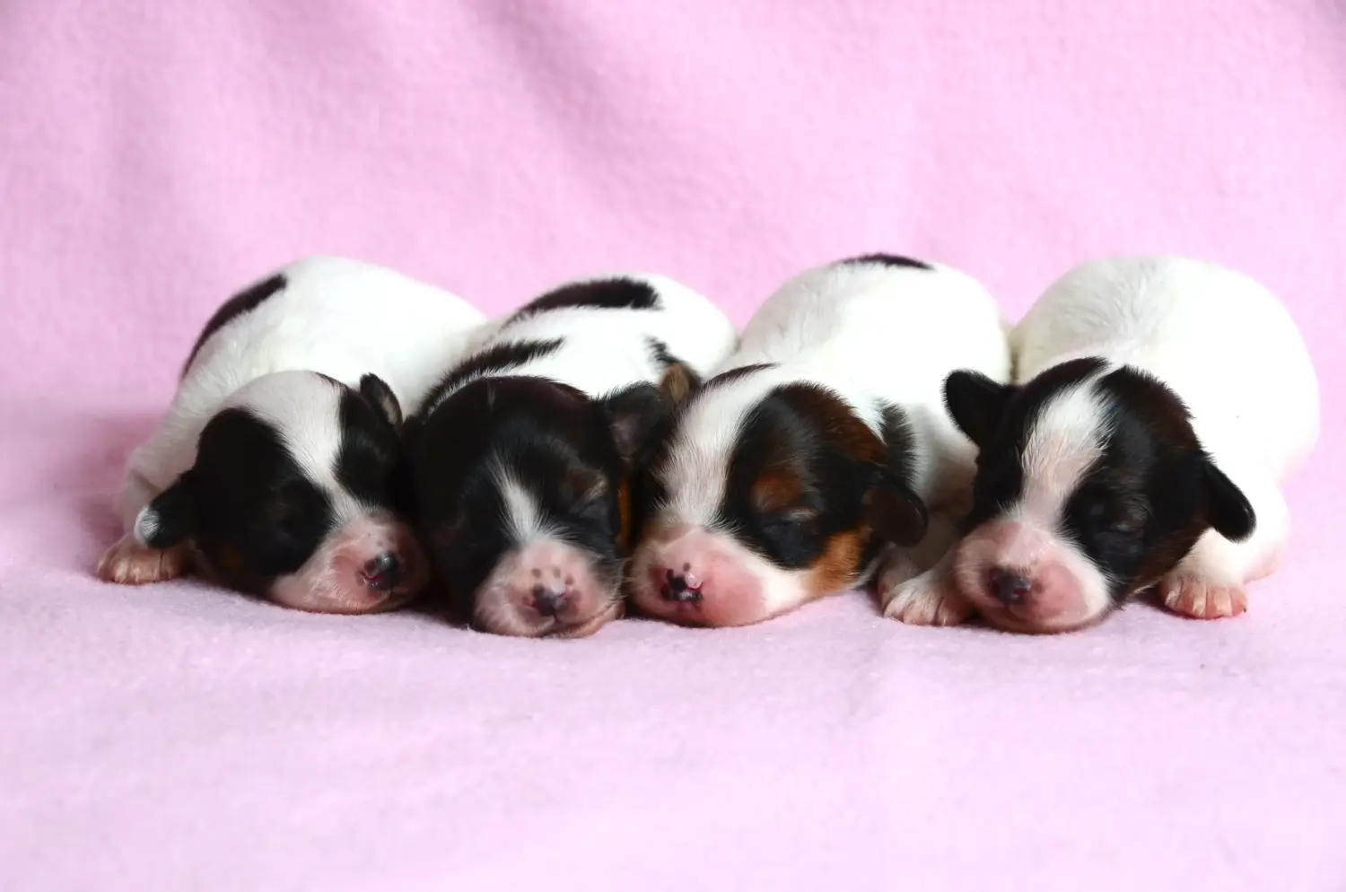 Acquistare un cucciolo di Continental Miniature Spaniel significa assumersi delle responsabilità! Acquistare cuccioli di Spaniel Continentale in miniatura.