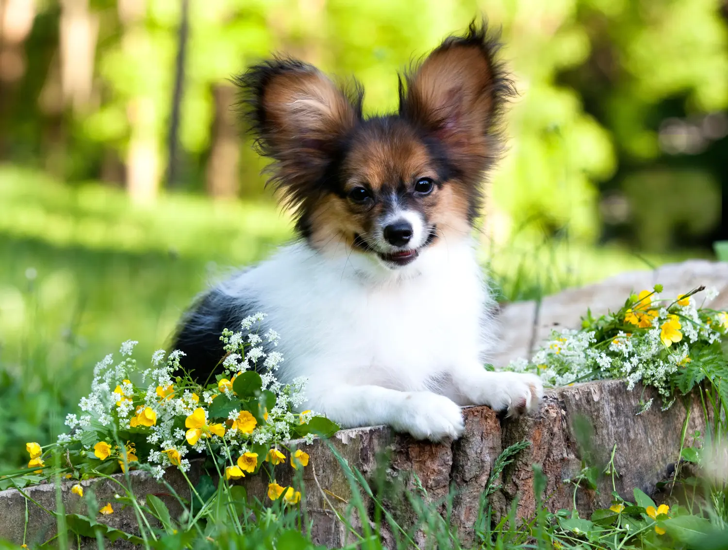 Acquistare un cucciolo di Continental Miniature Spaniel significa assumersi delle responsabilità! Acquistare cuccioli di Spaniel Continentale in miniatura.