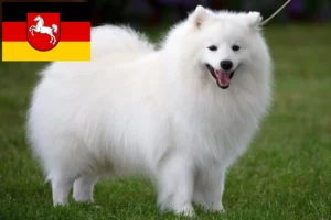 Scopri di più sull'articolo Allevatori di Spitz e cuccioli in Bassa Sassonia