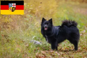 Scopri di più sull'articolo Allevatori di Spitz e cuccioli in Saarland