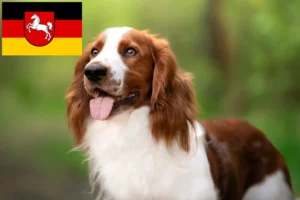 Scopri di più sull'articolo Allevatori di Welsh Springer Spaniel e cuccioli in Bassa Sassonia