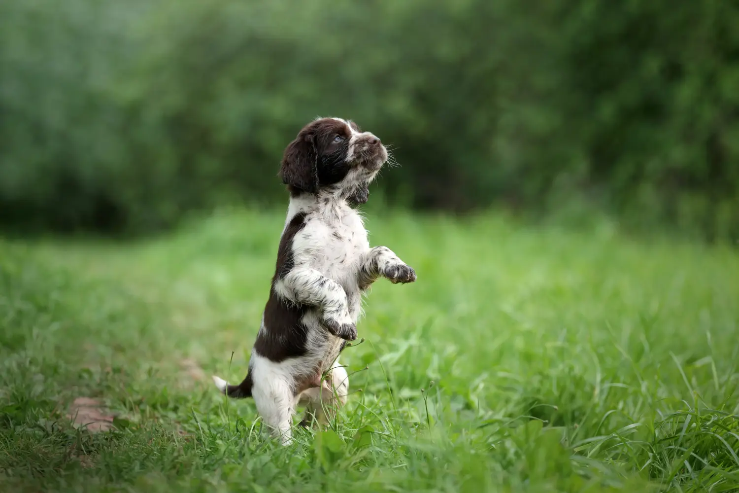 Acquistare un cucciolo di Springer Spaniel inglese significa assumersi delle responsabilità! Comprare cuccioli di Springer Spaniel inglese.