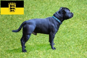 Scopri di più sull'articolo Allevamenti di Staffordshire Bull Terrier e cuccioli in Baden-Württemberg